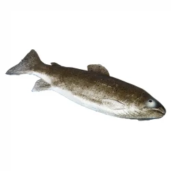 Fisk Öring, 33cm, konstgjort djur