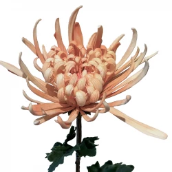 Krysantemum, Chrysanthemum, 68 cm. kunstig blomst