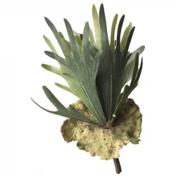 Älghornsblad (Platycerium), Konstgjord växt
