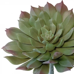 Suckulent på stjälk, Aeonium, 15cm, konstgjord suckulent