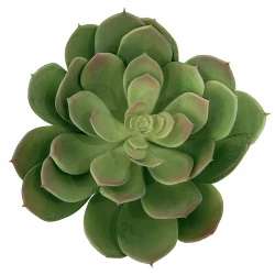 Suckulent i kruka, 20 cm, konstgjord växt