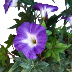 Petunia, morning glory, hängande, UV, 65cm, konstgjord blomma