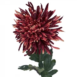 Krysantemum, Chrysanthemum, 75 cm. kunstig blomst