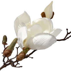 Magnolia gren, 105cm, vit, konstgjord blomgren