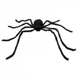 Spindel XL, hårig med långa ben