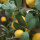 Citronträd: Skötsel och beskärning